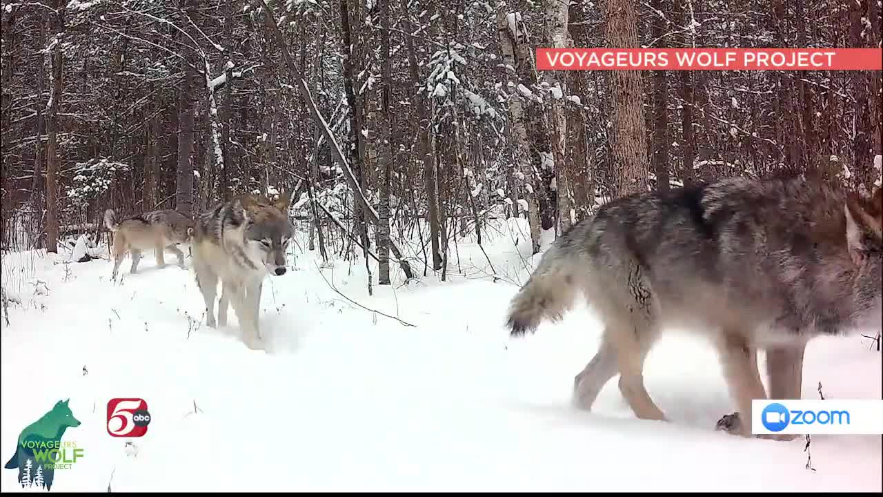 Voyageurs Wolf Project